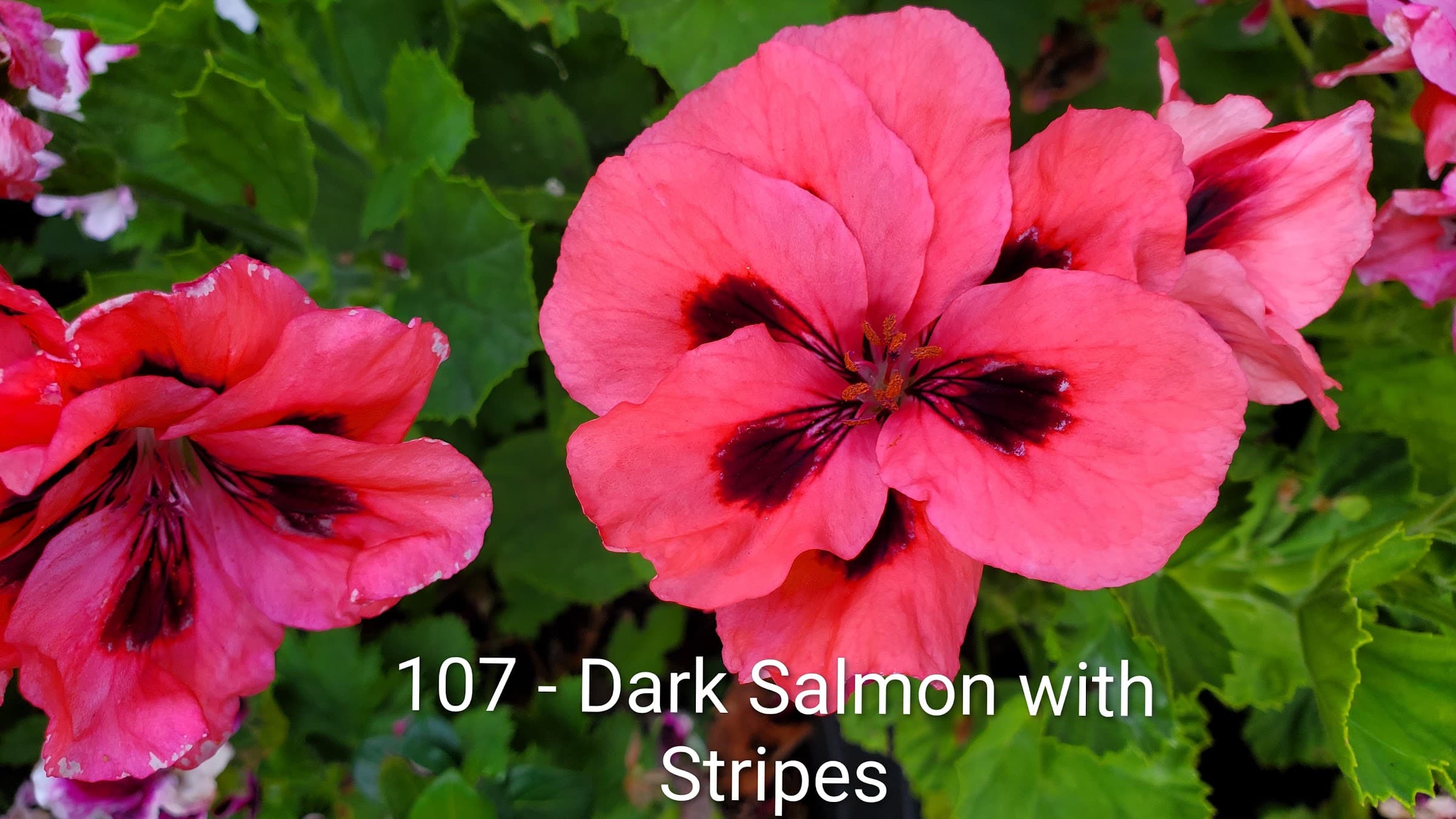 Dark Salmon with Stripes