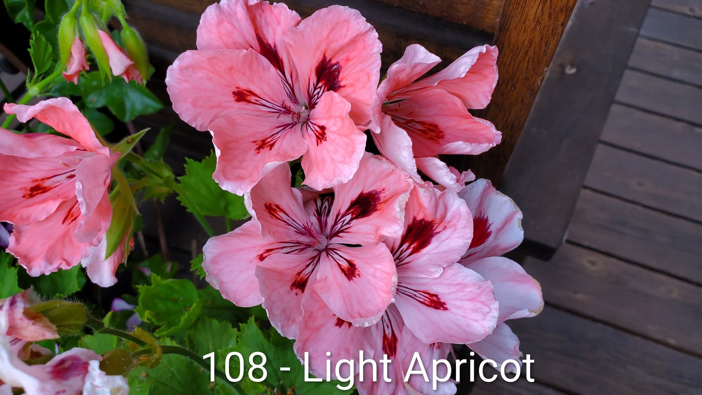 Light Apricot