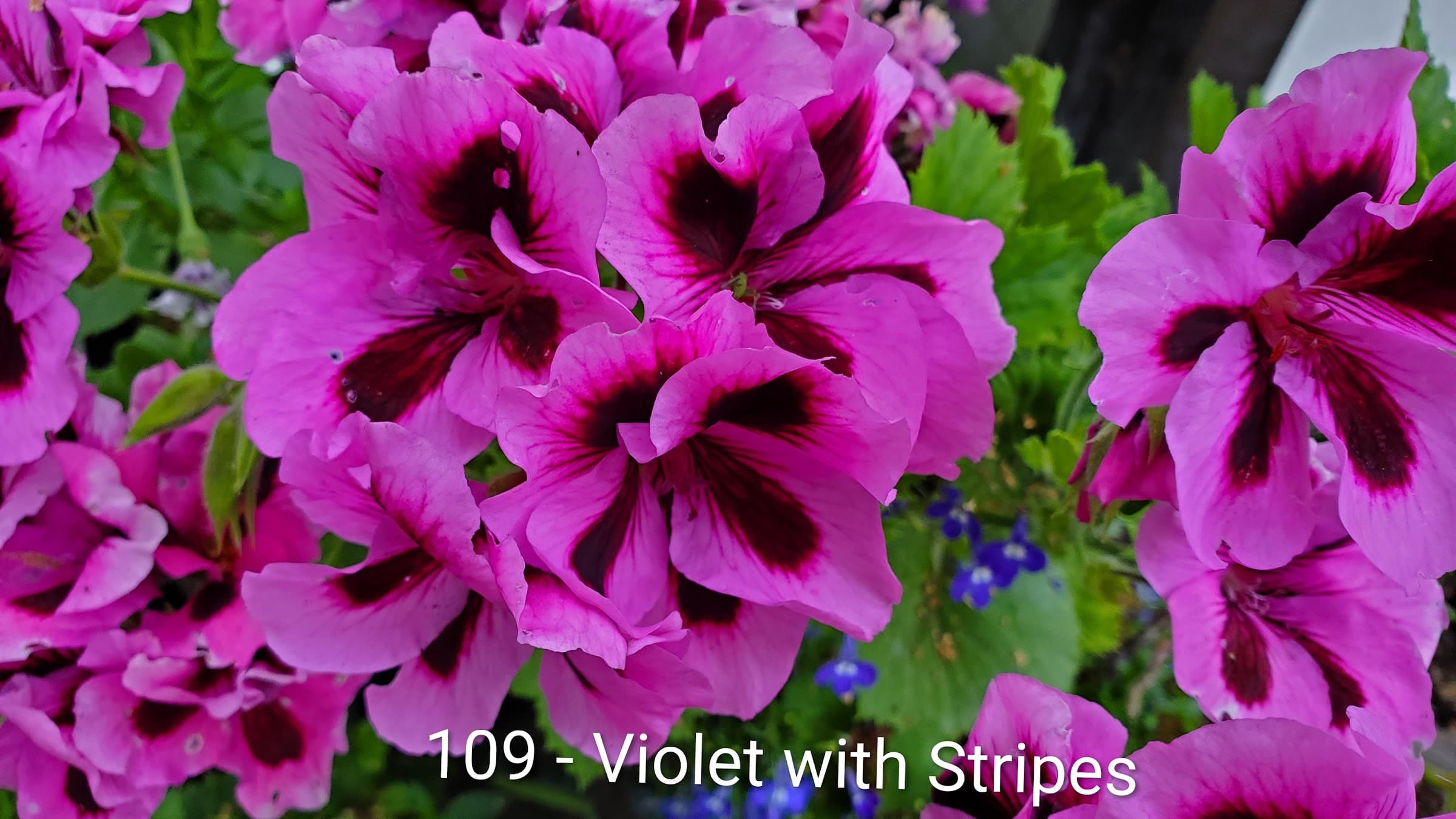 Violet with Stripes
