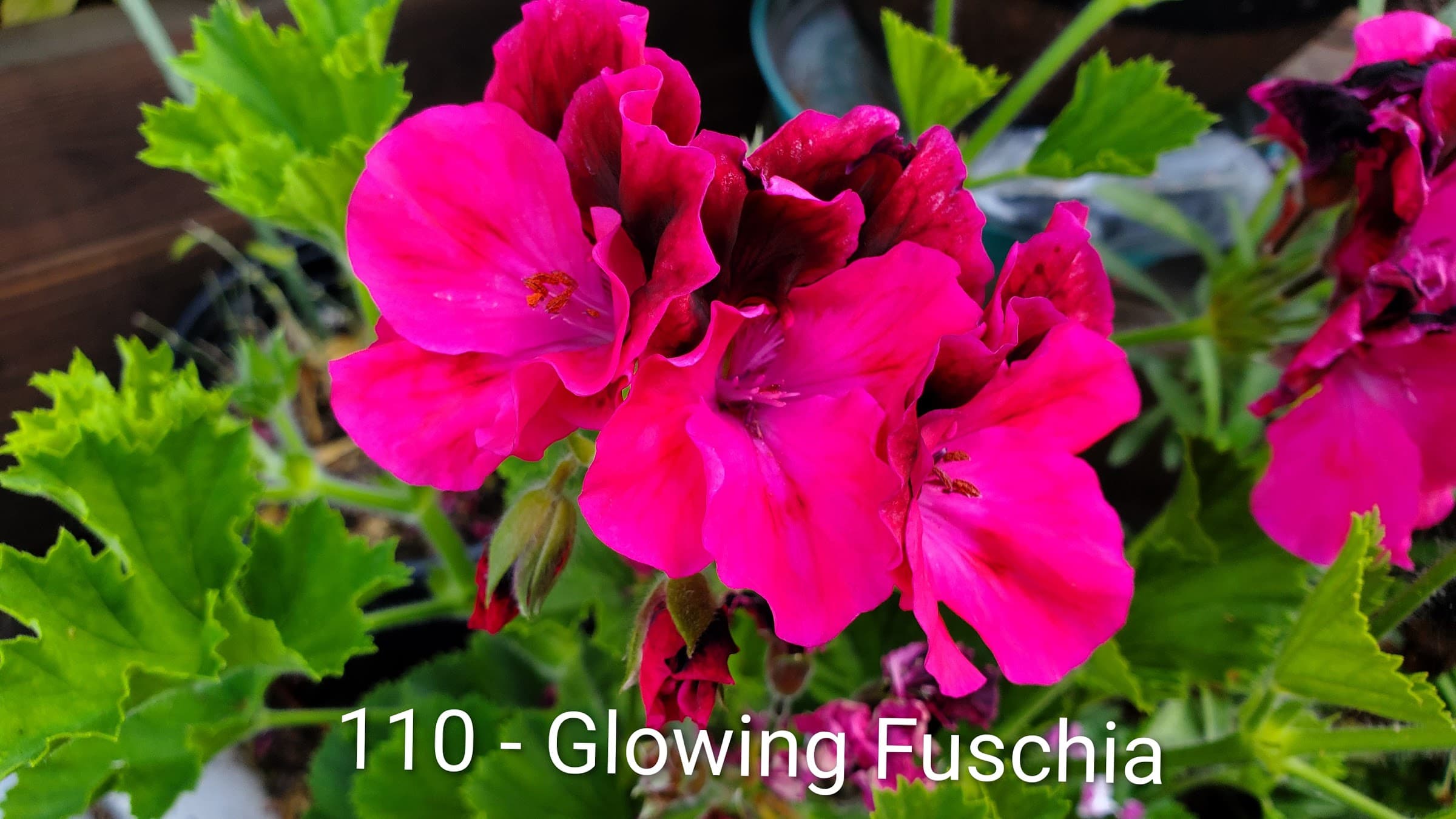 Glowing Fuschia