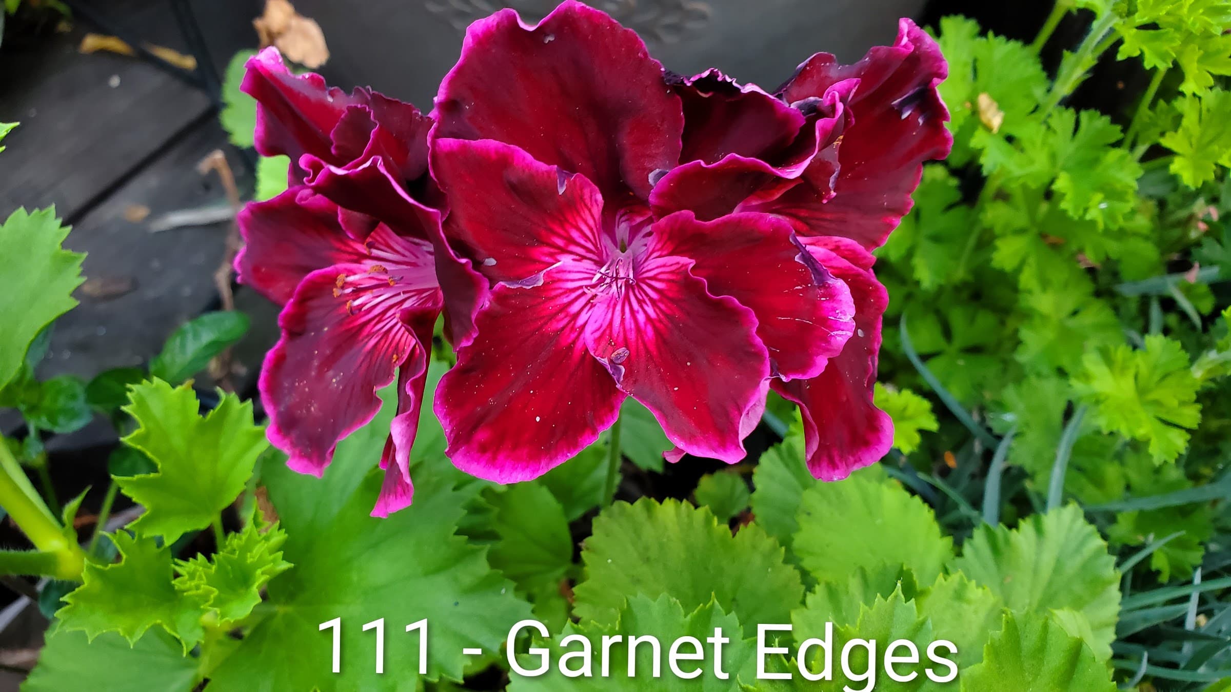 Garnet Edges