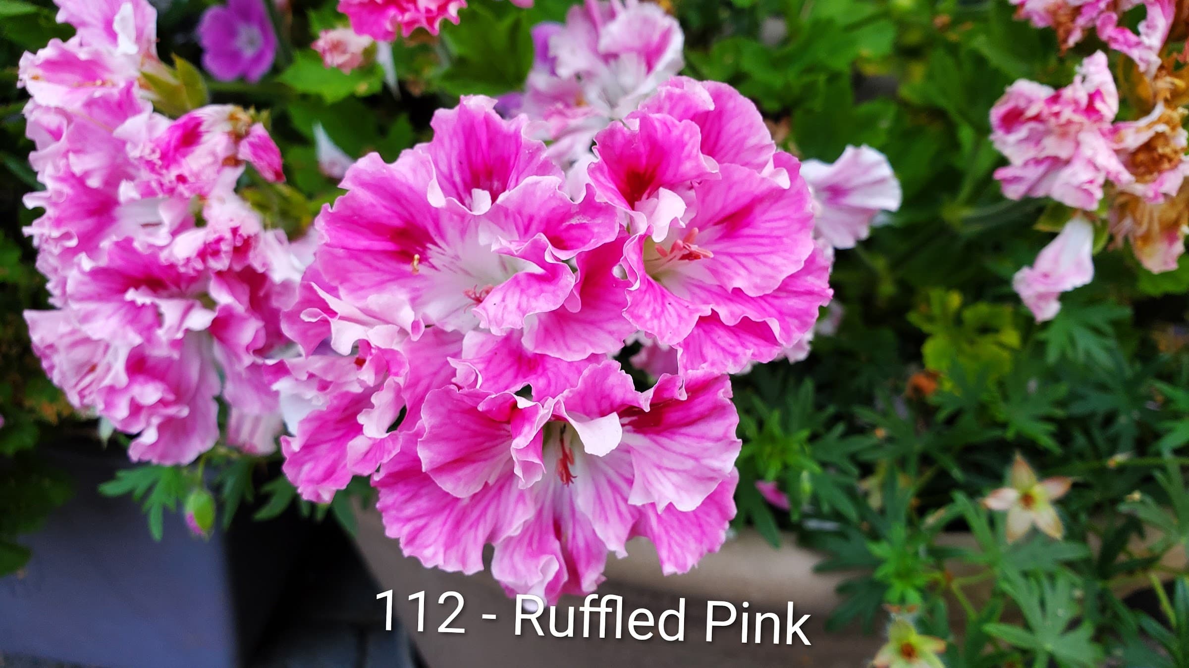 Ruffled Pink