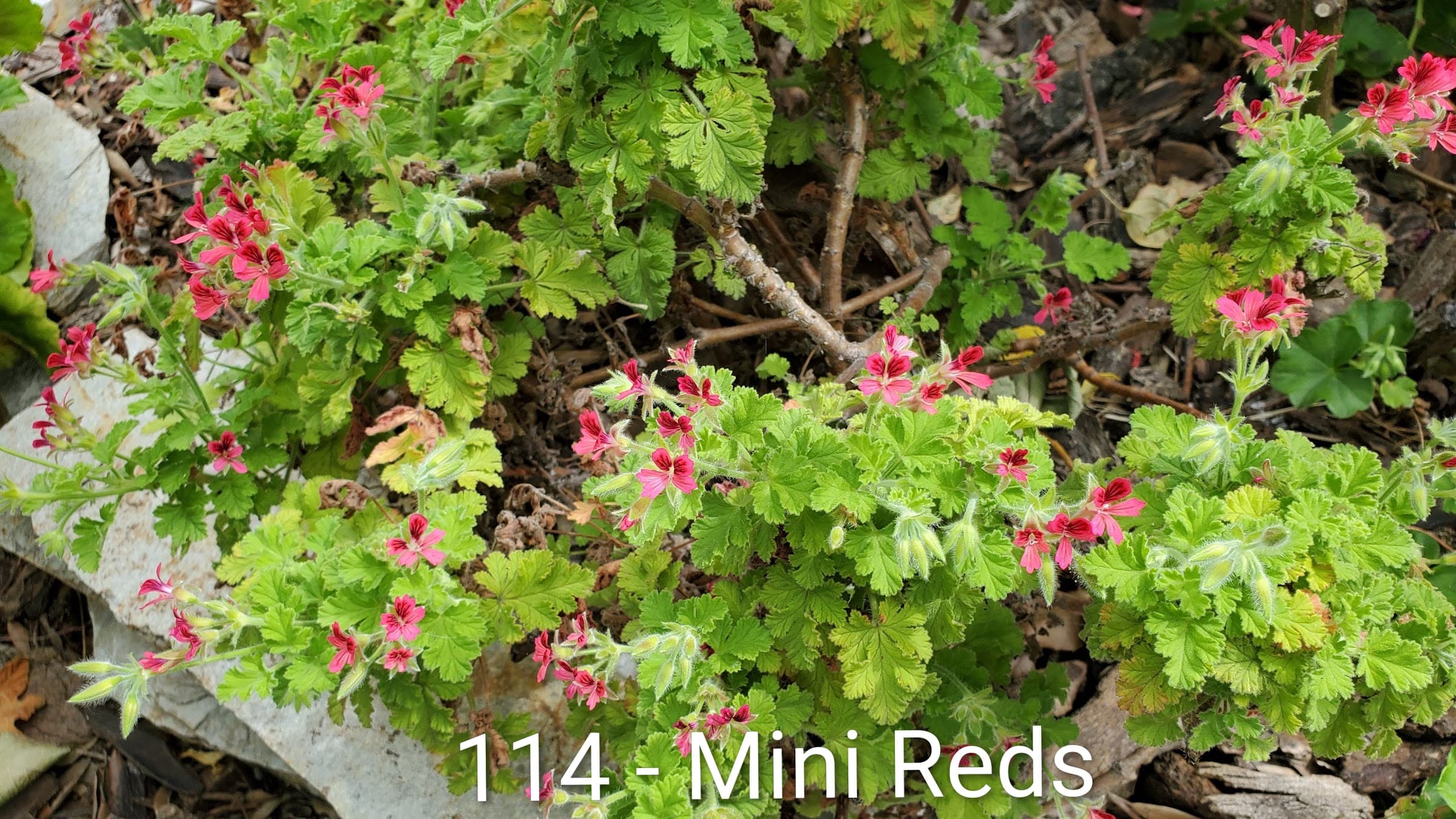 Mini Reds
