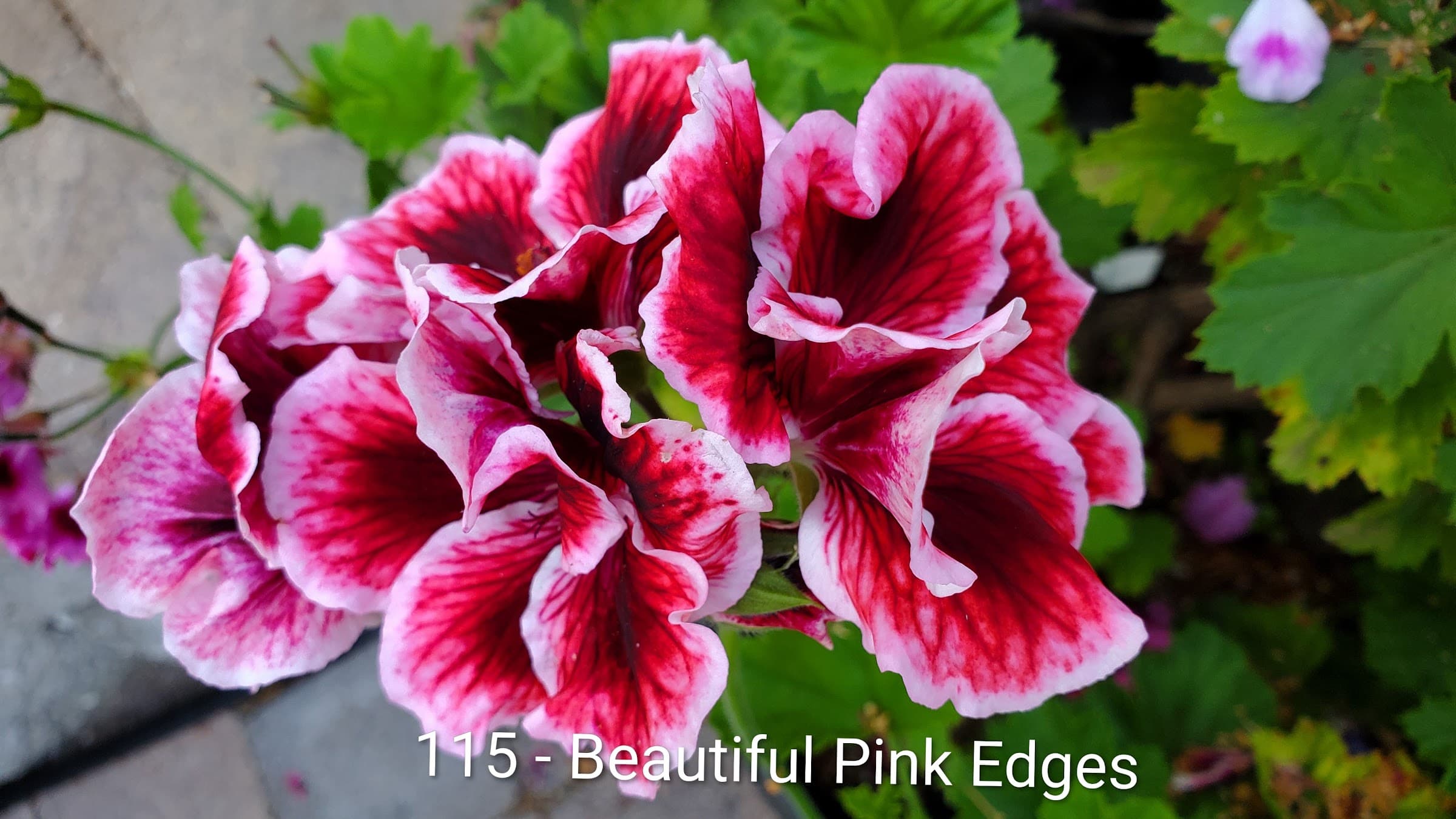 Beautiful Pink Edges
