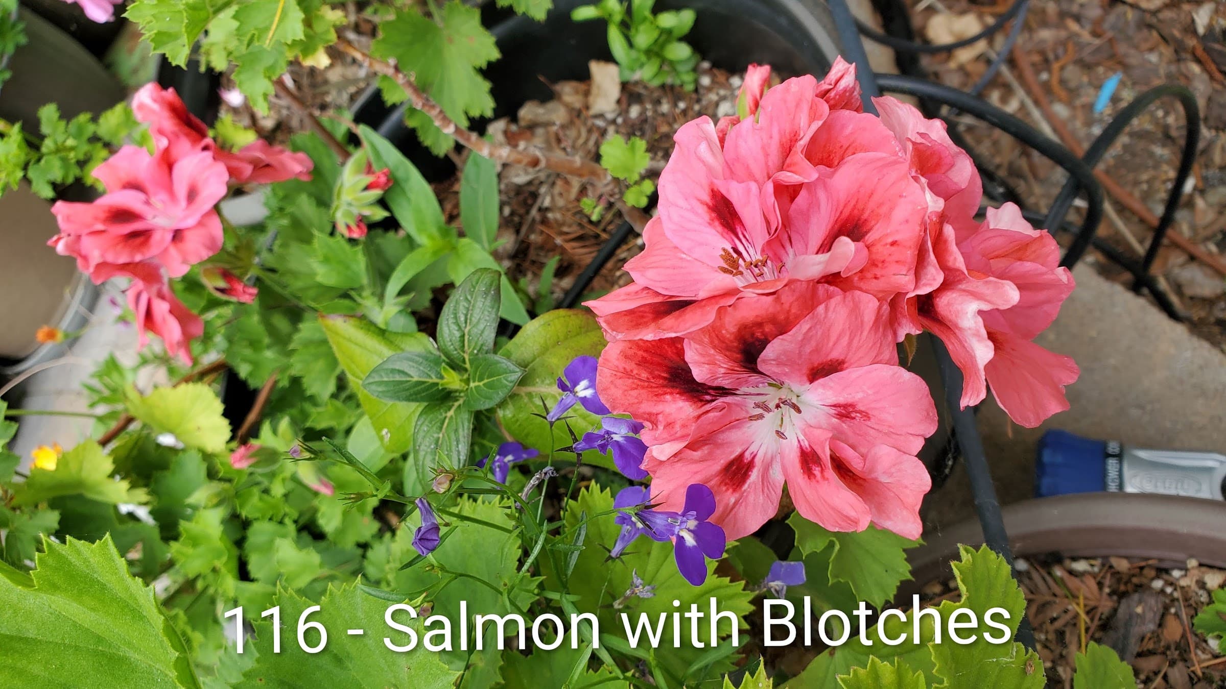 Salmon with Blotches